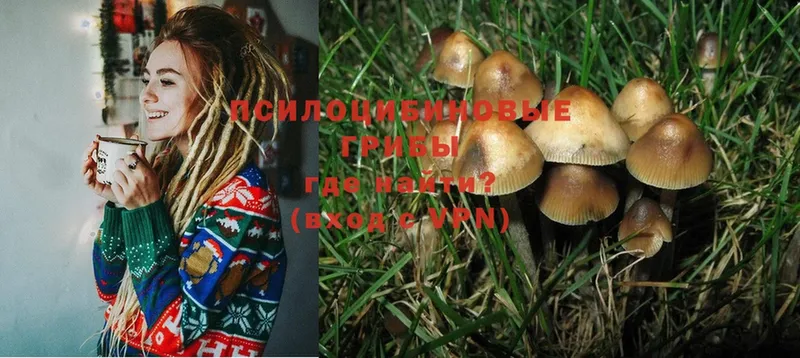 OMG сайт  магазин продажи   Кашин  Галлюциногенные грибы Psilocybine cubensis 